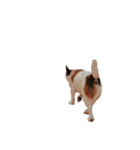 @ジャックラッセルテリア（個別スタンプ：4）