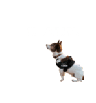 @ジャックラッセルテリア（個別スタンプ：7）