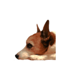 @ジャックラッセルテリア（個別スタンプ：8）