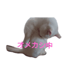 リアル白猫の気持ち（個別スタンプ：2）