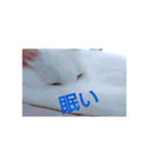 リアル白猫の気持ち（個別スタンプ：3）