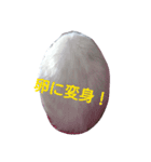 リアル白猫の気持ち（個別スタンプ：4）