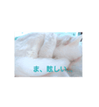 リアル白猫の気持ち（個別スタンプ：5）