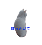 リアル白猫の気持ち（個別スタンプ：6）