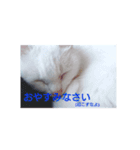 リアル白猫の気持ち（個別スタンプ：7）