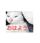 リアル白猫の気持ち（個別スタンプ：8）