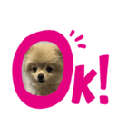 まるこはオリジナルスタンプ（個別スタンプ：8）