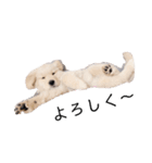 ゴールデン柴犬（個別スタンプ：1）