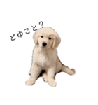 ゴールデン柴犬（個別スタンプ：2）
