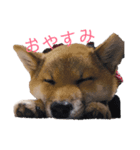 ゴールデン柴犬（個別スタンプ：3）