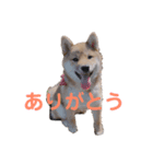 ゴールデン柴犬（個別スタンプ：4）