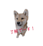 ゴールデン柴犬（個別スタンプ：5）