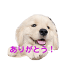 ゴールデン柴犬（個別スタンプ：6）