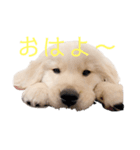 ゴールデン柴犬（個別スタンプ：7）