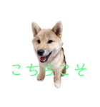 ゴールデン柴犬（個別スタンプ：8）
