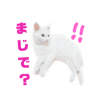 かおりファミリースタンプ（個別スタンプ：4）
