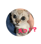 運動オンチのぷくまる（個別スタンプ：8）
