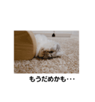 ジジすたんぷ（個別スタンプ：7）