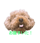 トイプードルのパピちゃん（個別スタンプ：5）