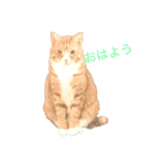 猫のRENA（個別スタンプ：1）