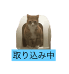 猫のRENA（個別スタンプ：2）