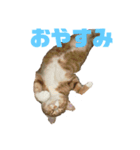 猫のRENA（個別スタンプ：3）