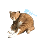 猫のRENA（個別スタンプ：4）