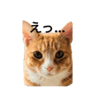 猫のRENA（個別スタンプ：5）