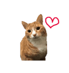 猫のRENA（個別スタンプ：7）