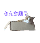 猫のRENA（個別スタンプ：8）