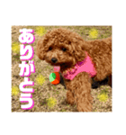 ゆわんstamp（個別スタンプ：4）