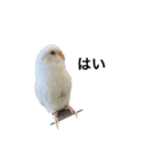 ウチのインコちゃん（個別スタンプ：1）
