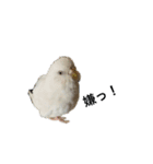 ウチのインコちゃん（個別スタンプ：2）
