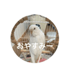 ウチのインコちゃん（個別スタンプ：3）