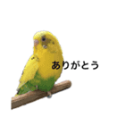 ウチのインコちゃん（個別スタンプ：4）