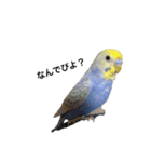 ウチのインコちゃん（個別スタンプ：7）