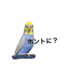 ウチのインコちゃん（個別スタンプ：8）