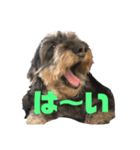愛犬スパイクくん1（個別スタンプ：1）