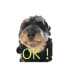 愛犬スパイクくん1（個別スタンプ：3）