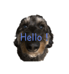 愛犬スパイクくん1（個別スタンプ：4）