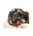 愛犬スパイクくん1（個別スタンプ：5）