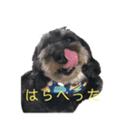 愛犬スパイクくん1（個別スタンプ：6）