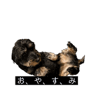愛犬スパイクくん1（個別スタンプ：7）
