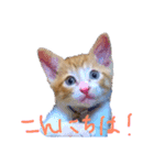 今日も茶色い、コタローお猫（個別スタンプ：1）