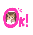 今日も茶色い、コタローお猫（個別スタンプ：2）
