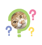 今日も茶色い、コタローお猫（個別スタンプ：4）