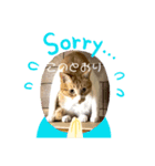 今日も茶色い、コタローお猫（個別スタンプ：7）