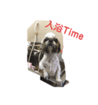 シーズー犬親子のキアヌとレオン（個別スタンプ：1）
