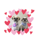 シーズー犬親子のキアヌとレオン（個別スタンプ：2）