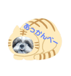 シーズー犬親子のキアヌとレオン（個別スタンプ：8）
